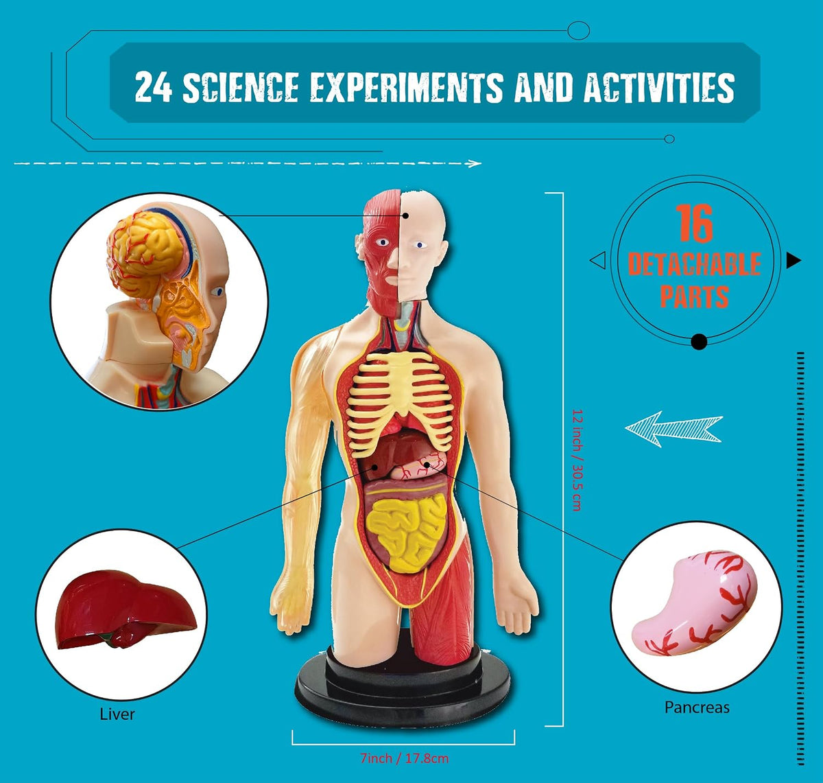 日英美直送  Einstein Human Body Science STEM Experiments Advent Calendar 聖誕倒數日曆 兒童款 聖誕快樂特輯 不參與$900免運 滿$900可加$25免運到順豐站/智能櫃 Christmas Advent Calendars 2026